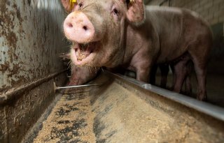 Stabilisatie in afzet van mengvoer in varkenshouderij