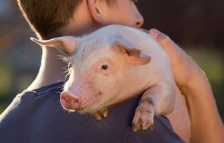 Griep+bij+varkens+en+mensen+in+vraag+en+antwoord