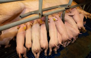 Voldoende ruimte en voerplek essentieel voor groei en welzijn biggen