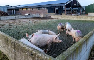 Ekovar Jan Wennekers Schagen drachtige zeugen op verharde buitenuitloop 