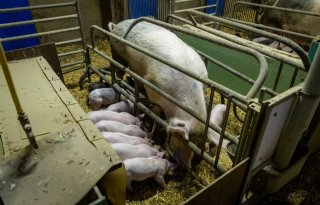 Ekovar Jan Wennekers Schagen biologische biggen in kraamhok eten mee met de zeug 