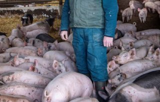 Ekovar Jan Wennekers Schagen tussen de biologische vleesvarkens 