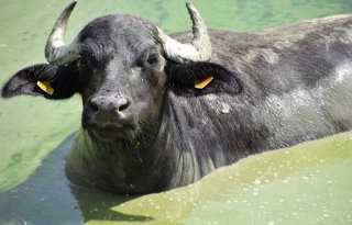 Waterbuffels+in+Duitse+Brandenburg+besmet+met+mond%2Den%2Dklauwzeer