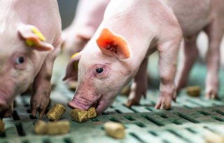 Brok impuls voor voeropname en gedrag biggen