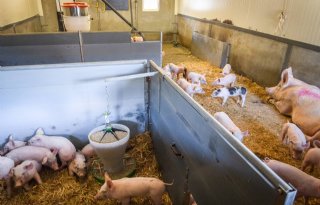 'Door op zeven weken te spenen, komt diarree amper meer voor'