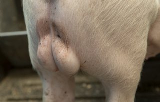 Update over vaccinatie tegen berengeur