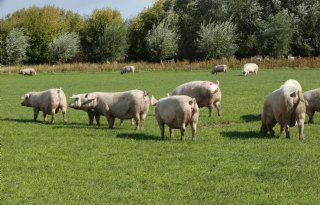 Britse varkensvleessector heeft niet geprofiteerd van Brexit