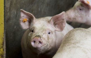 Vleesvarken brengt 20 euro minder op, big 10 euro