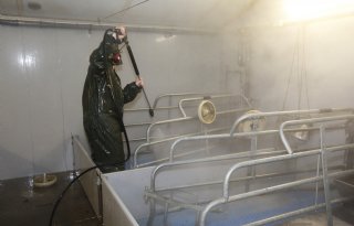 Minder uitval en meer gespeende biggen door aanpak hygiëne