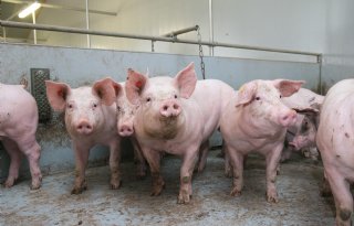 Agrifirm treedt toe als samenwerkingspartner van Verde Varken