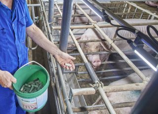 Najaarsdip op zeugenbedrijven doelgericht beperken met additief