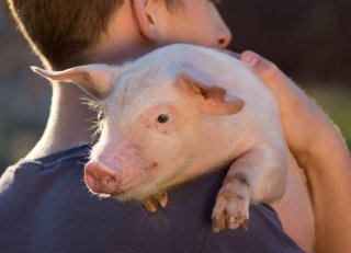 Griep bij varkens en mensen in vraag en antwoord