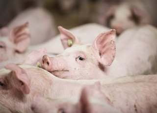 Karkasgewicht 2,5 kilo lager bij varkens met mycoplasmaletsels