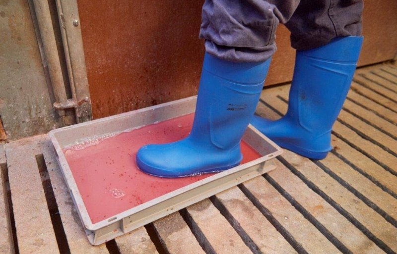 Een goede hygiëne is van belang bij elke kraamafdeling staan ontsmettingsbakken voor de laarzen. De ontsmettingsvloeistof wordt heel geregeld vervangen.