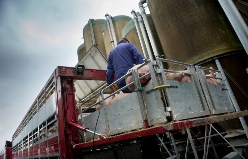 Vakbond accepteert nieuwe cao Productiegerichte Dierhouderij Nieuwe Oogst