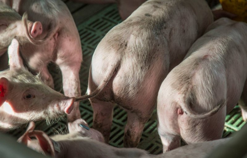 Varkens met lange staarten houden gaat de zeer efficiënte Nederlandse zeugenhouderij veel extra arbeid vergen.