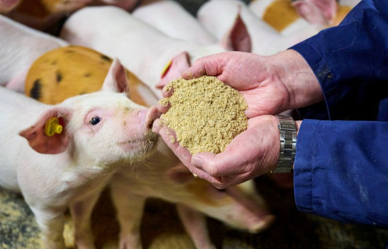 Duroc-biggen hebben volgens technisch specialist Peter Zanders van ForFarmers na het spenen een langere aanloop nodig om tot hoge opnames te komen.