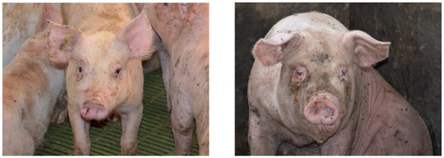 Afbeelding 3. Klinisch beeld van PAR. Links: een gespeende big met een bloedspoor in het rechter neusgat. Rechts: een vleesvarken met scheve neus door aantasting van het neustussenschot.