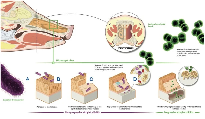 Figuur 1. Illustratie van hoe de neus aangetast wordt door B. bronchiseptica en DNT-positieve P. multocida.